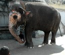 01 Blessing Elephant * 2190 x 1855 * (1.21MB)